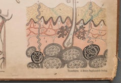 Antique Swedish School, Medicine, Teaching Chart, Poster