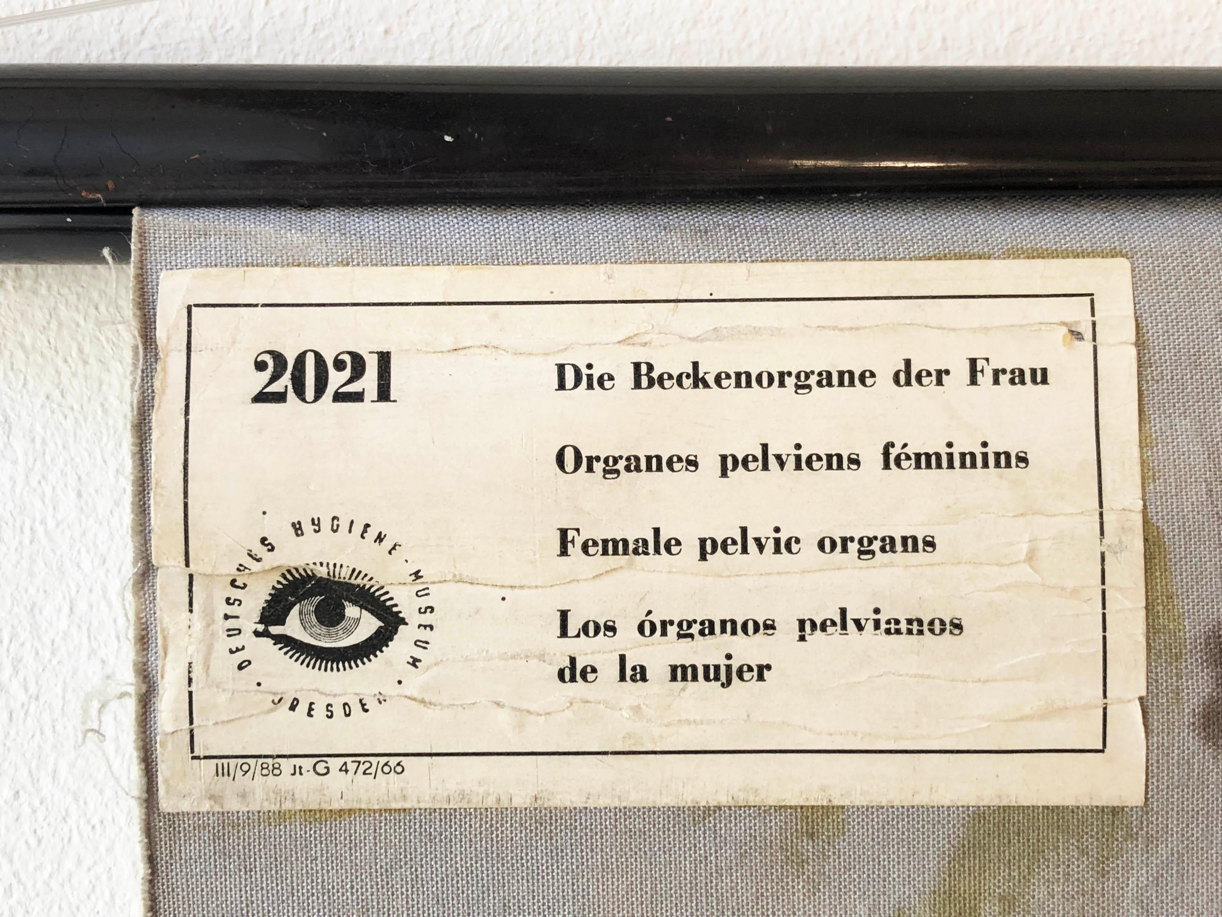Antike schwedische Schule, Lehrtafel, Poster „Frauenspeichen Organe“ im Zustand „Gut“ im Angebot in Vienna, AT