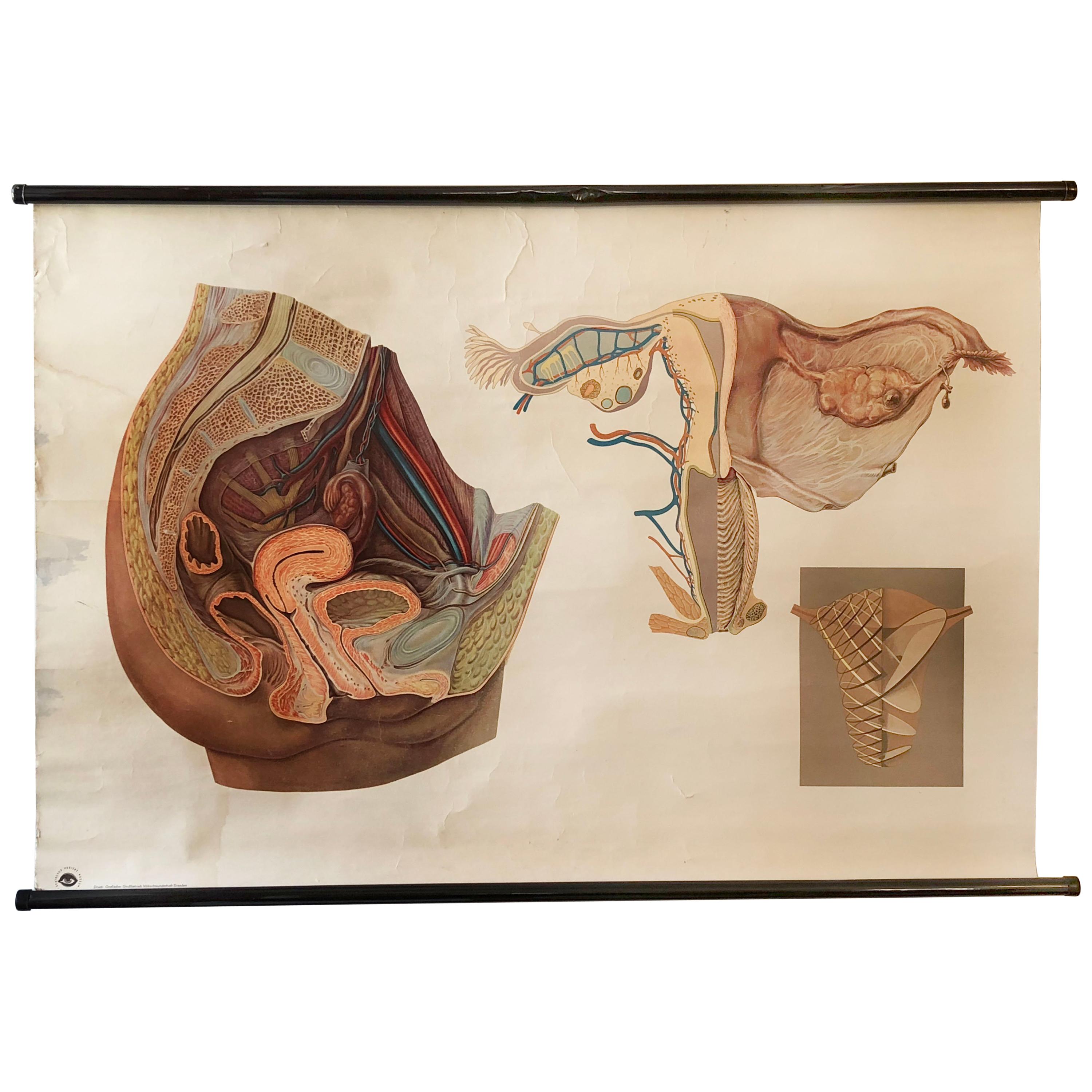 Antike schwedische Schule, Lehrtafel, Poster „Frauenspeichen Organe“