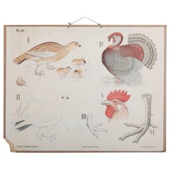 Antique Swedish School, Teaching Chart, Poster "Galloanserae"
