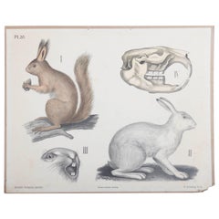 Antique Swedish School, Teaching Chart, Poster "Lepus"