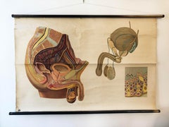 Antike schwedische Schule, Lehrtafel, Poster „Male Pelvic Organs“