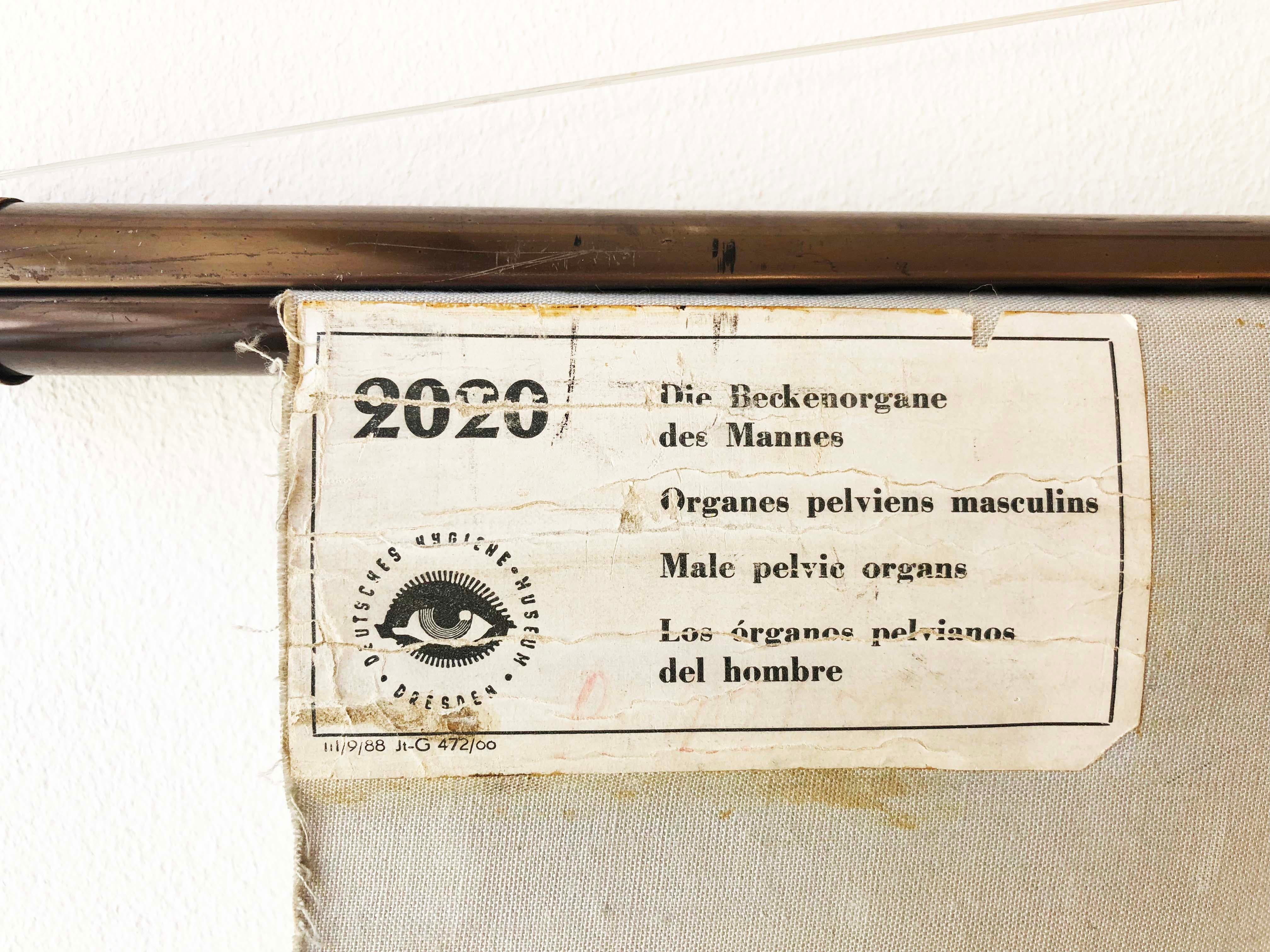 Antike schwedische Schule, Lehrtafel, Poster „Male Pelvic Organs“ (Mitte des 20. Jahrhunderts) im Angebot