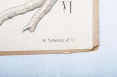 Antike schwedische Schule, Lehrkarte, Poster „Galloanserae“