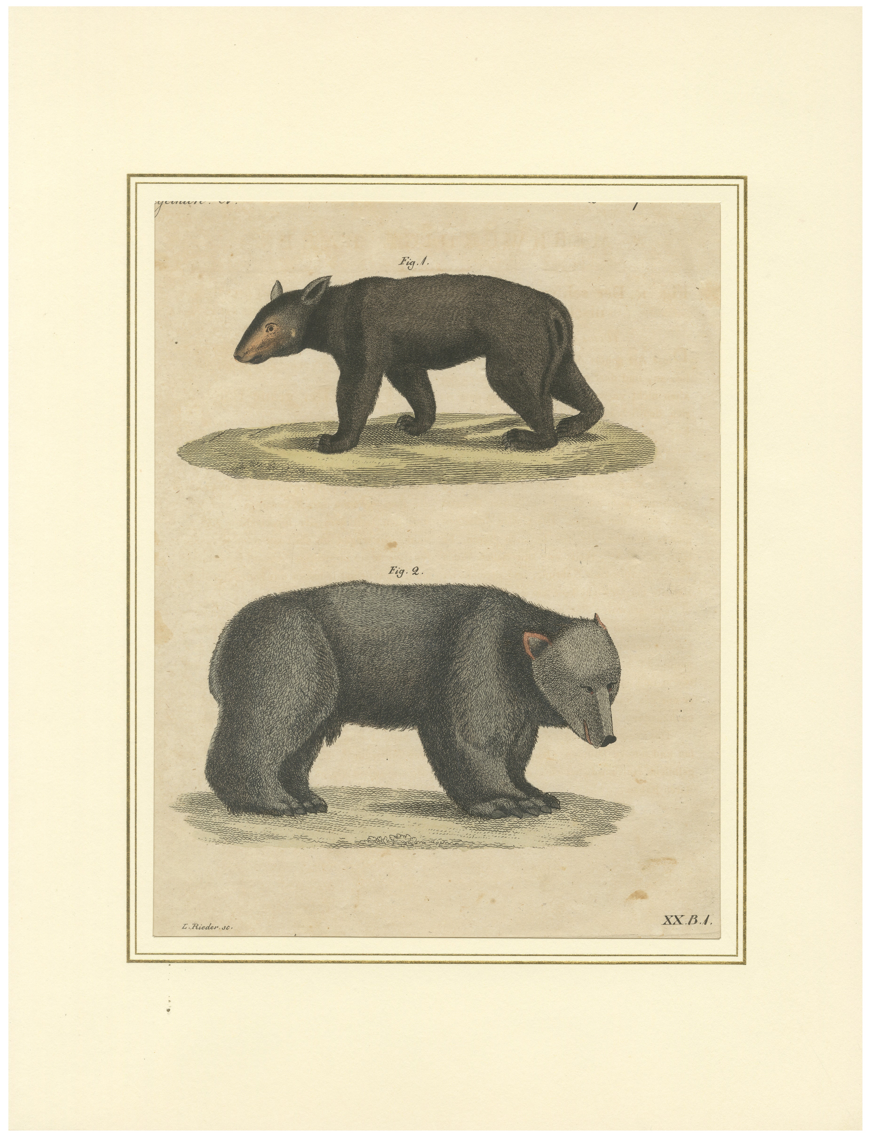 Antique Tapir & Bear Zoological Engraving – Bertuch, c. 1800