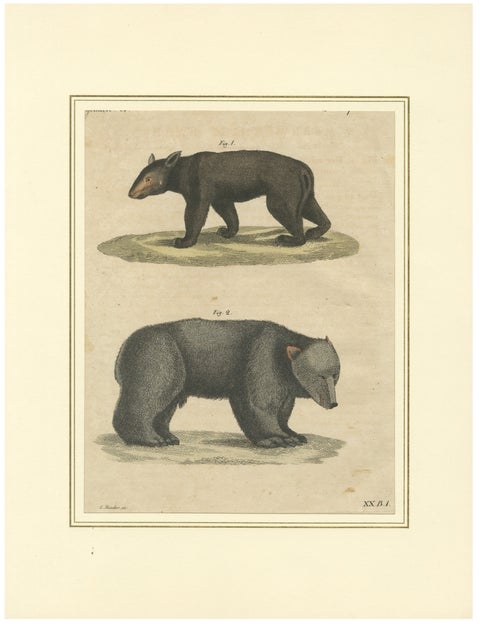 Antique Tapir & Bear Zoological Engraving, Bertuch, c. 1800