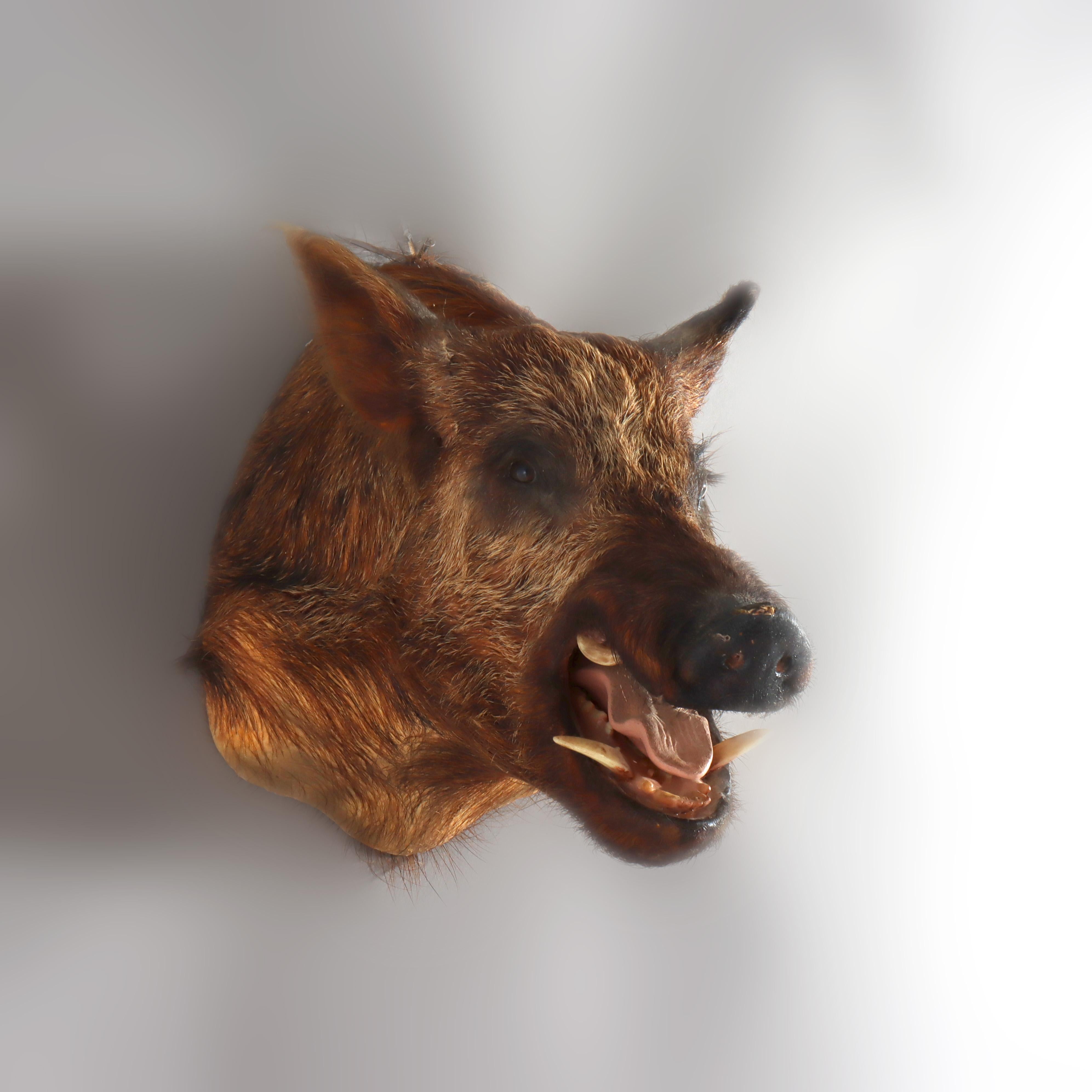 Antique Taxidermy Boar’s Head Mount C1920 In Good Condition For Sale In Big Flats, NY