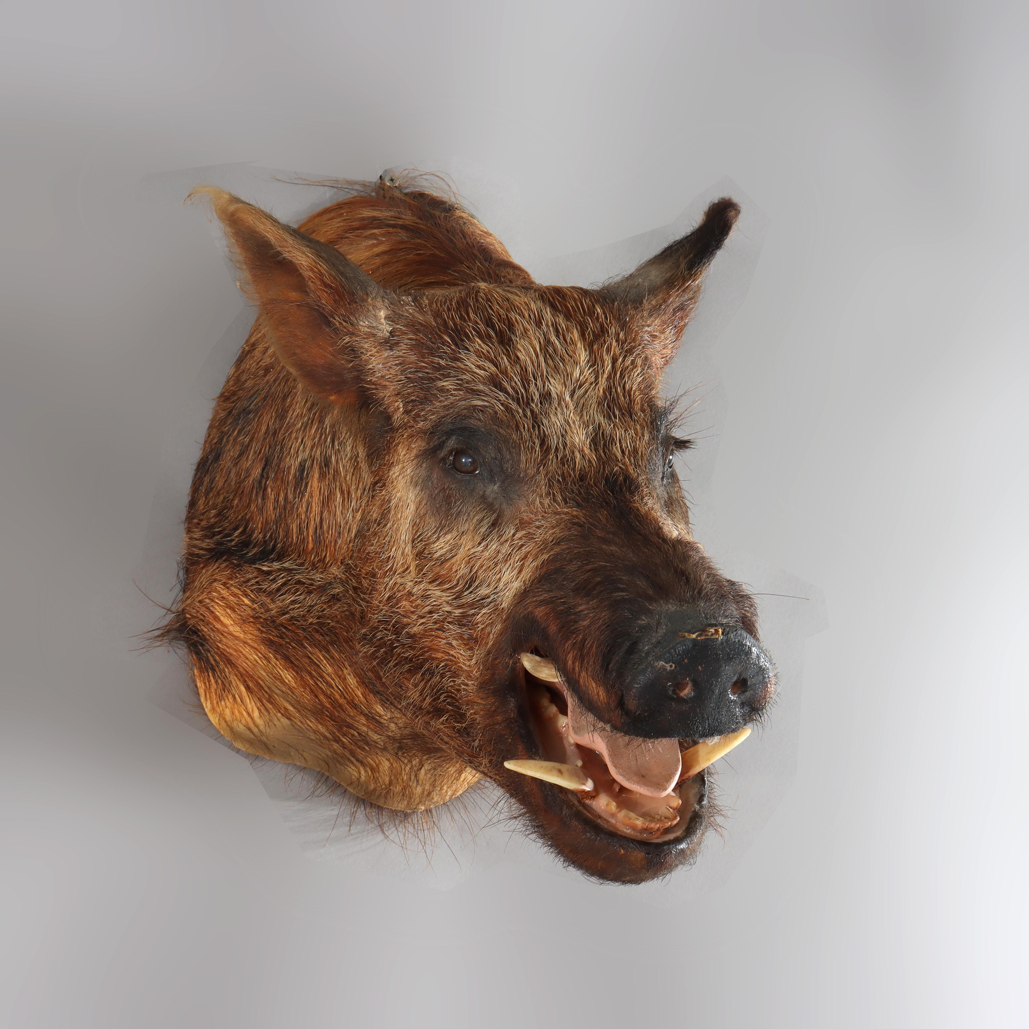20th Century Antique Taxidermy Boar’s Head Mount C1920 For Sale