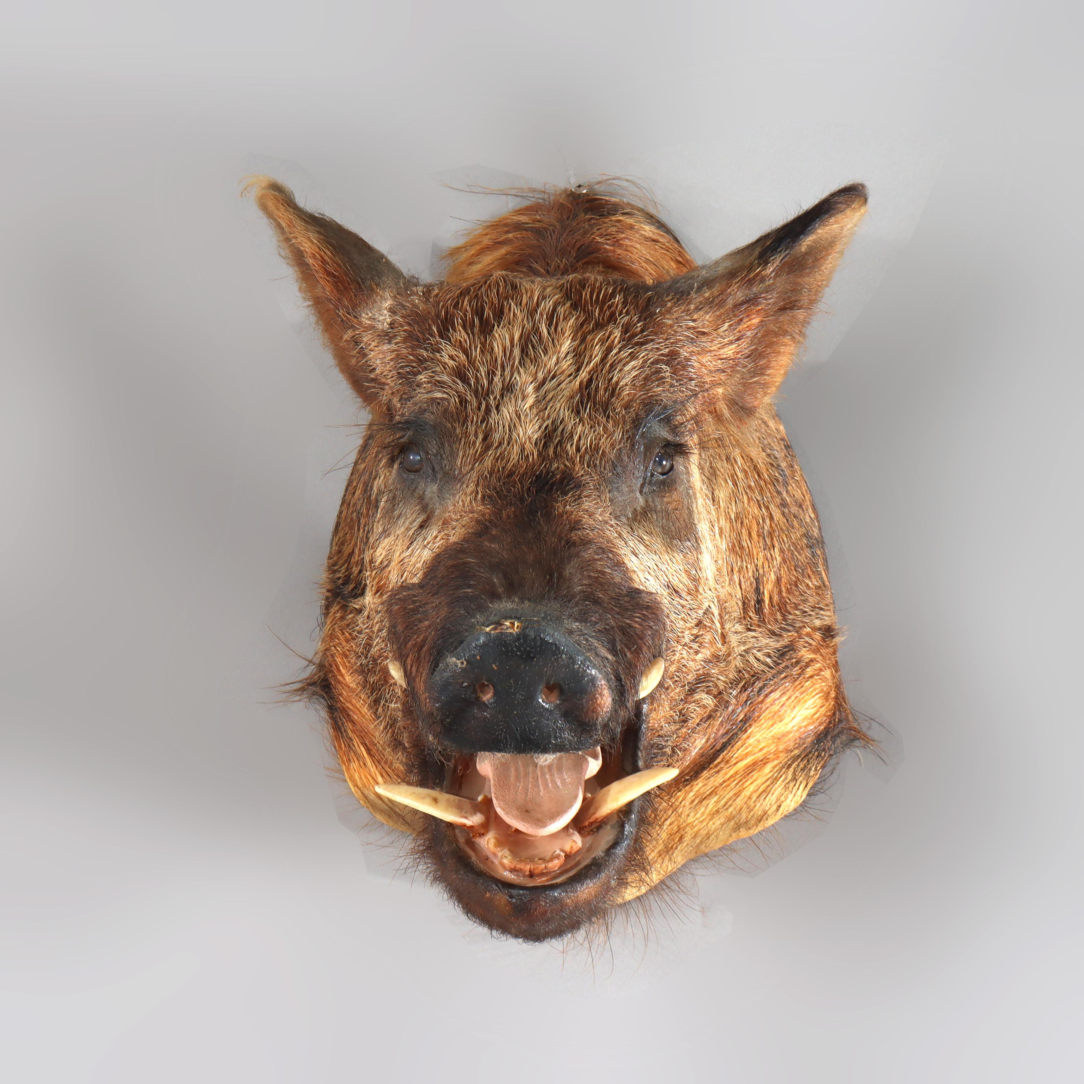 Leather Antique Taxidermy Boar’s Head Mount C1920 For Sale