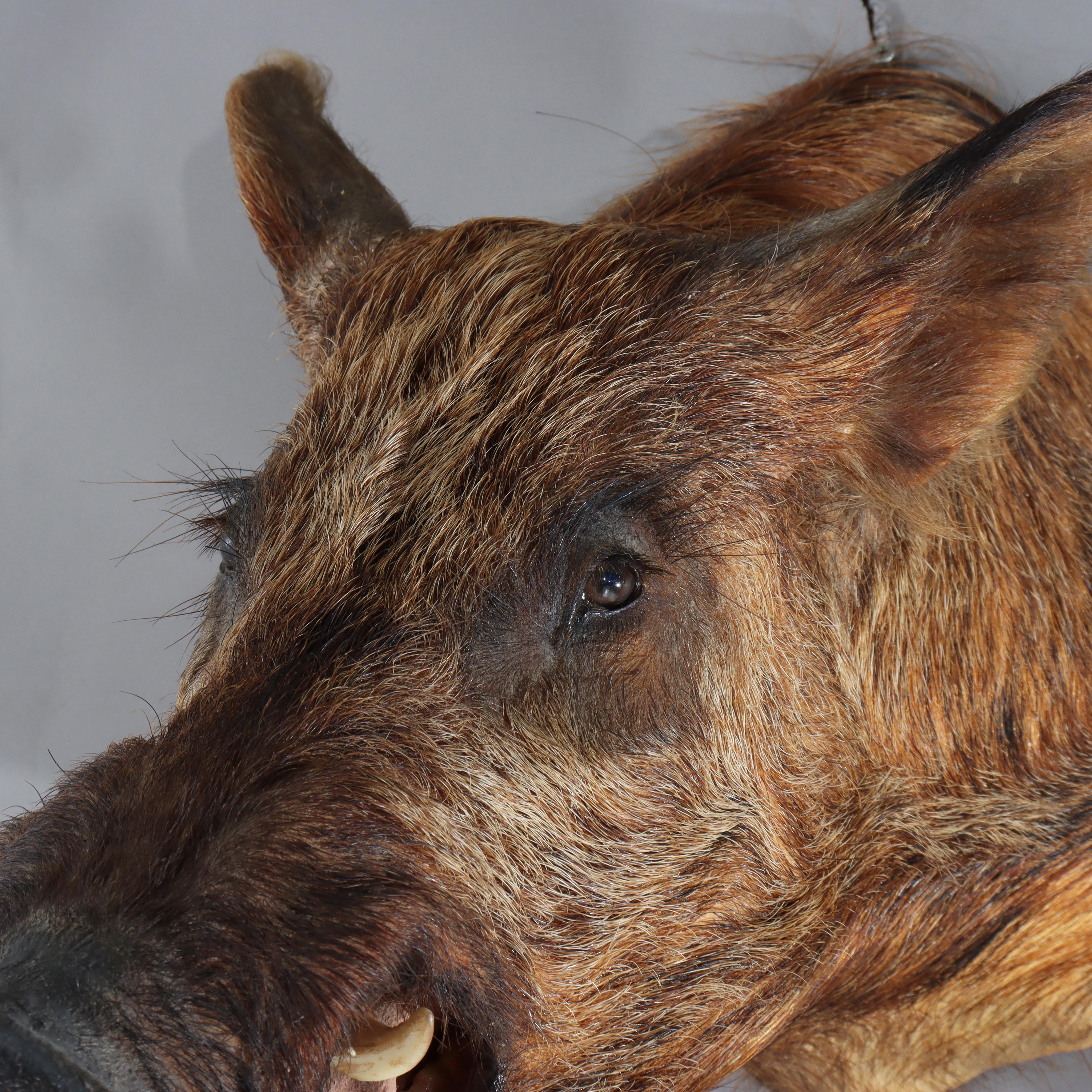 Antique Taxidermy Boar’s Head Mount C1920 For Sale 1