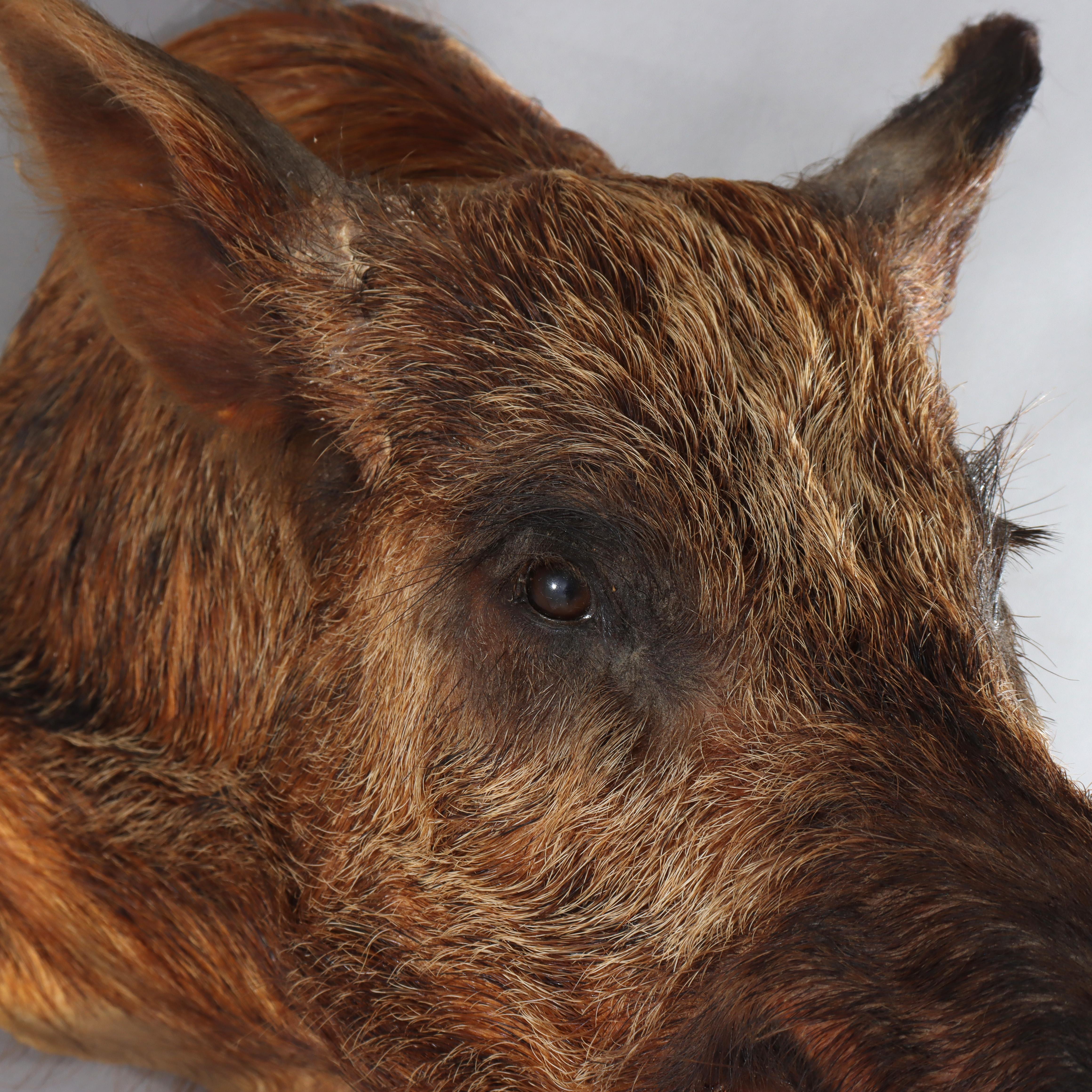 Antique Taxidermy Boar’s Head Mount C1920 For Sale 2