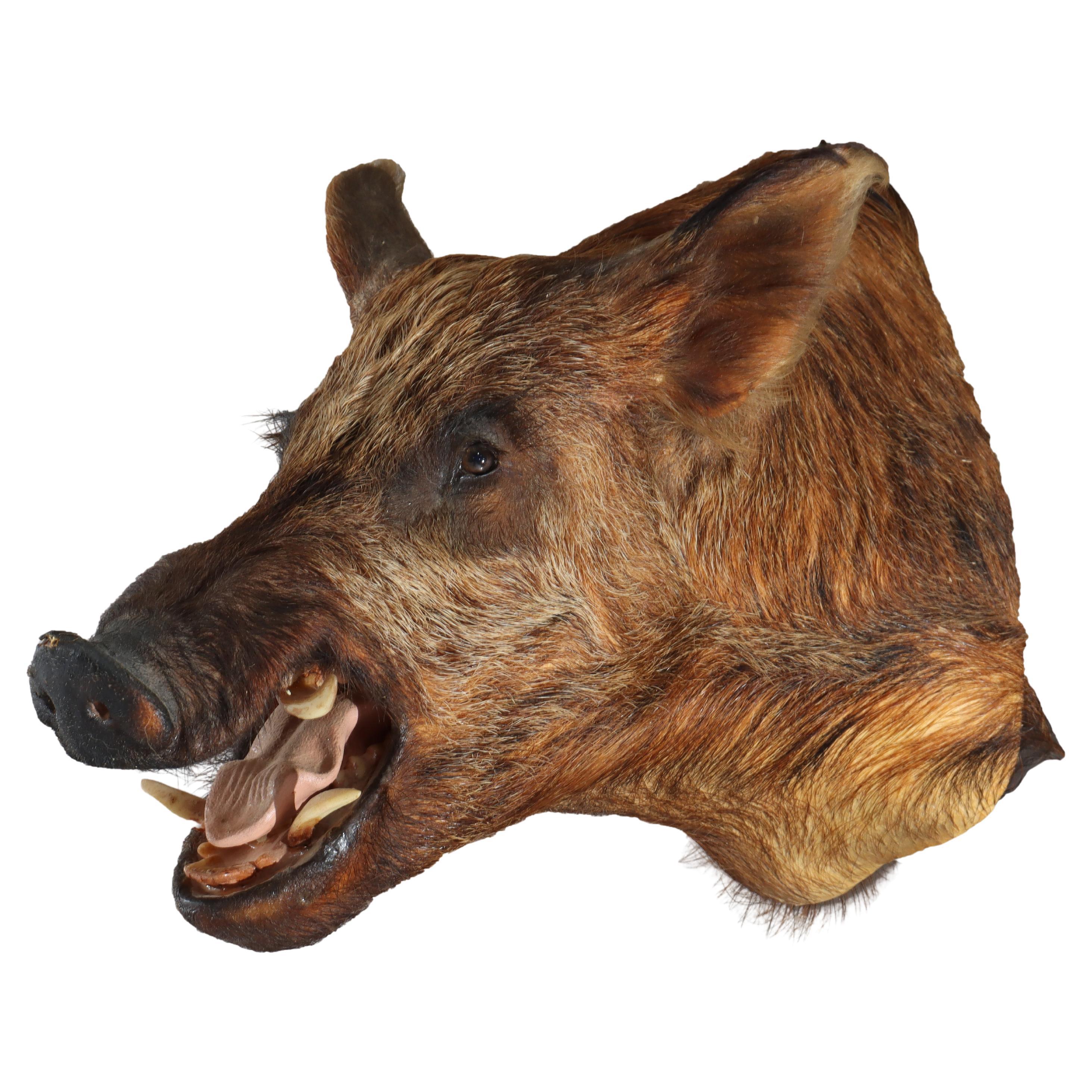 Antique Taxidermy Boar’s Head Mount C1920 For Sale