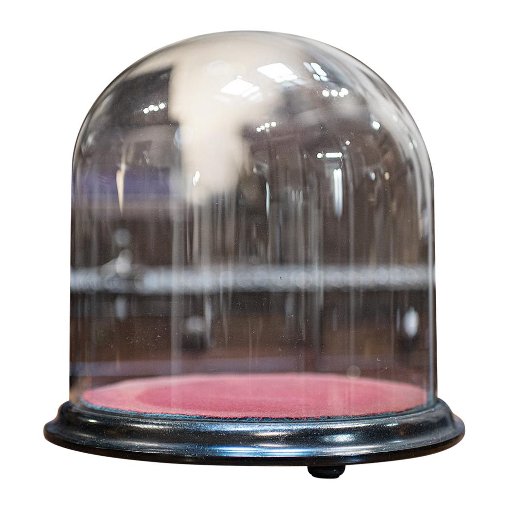 Antique Taxidermy Display Dome, Glass, Showcase, Davis & Co, Bristol, Victorian