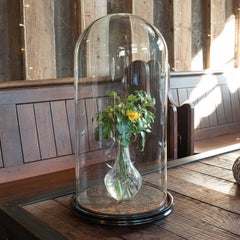 Antique Taxidermy Dome, English, Glass, Collectible, Display Showcase, Edwardian