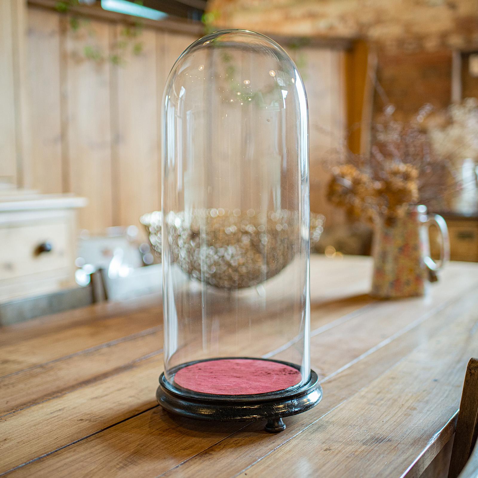 British Antique Taxidermy Dome, English Glass Display Showcase, Specimen, Late Victorian For Sale