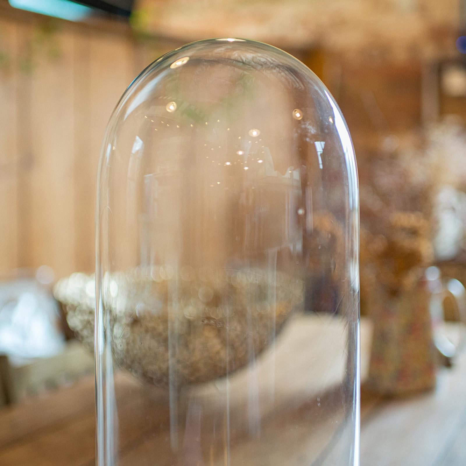 Antique Taxidermy Dome, English Glass Display Showcase, Specimen, Late Victorian In Good Condition For Sale In Hele, Devon, GB
