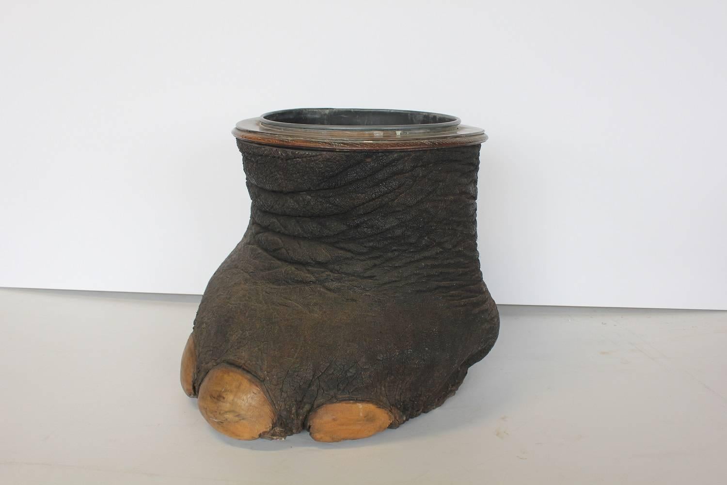 Antique taxidermy elephant foot with insert metal container. It could be used as stool/waste basket, wine cooler or planter.