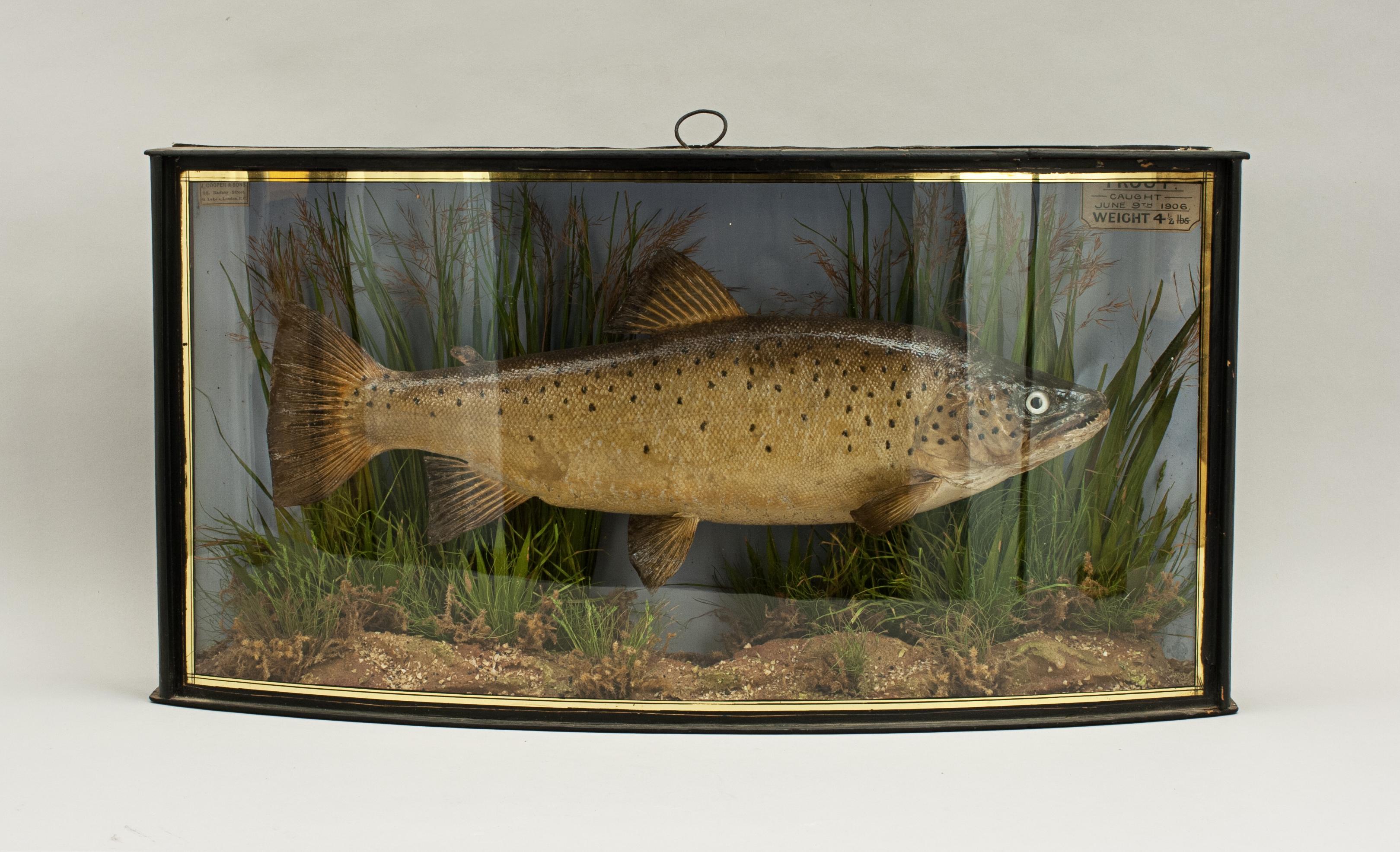 Antique Taxidermy Fishing, Brown Trout in Bow Fronted Case by Cooper 2