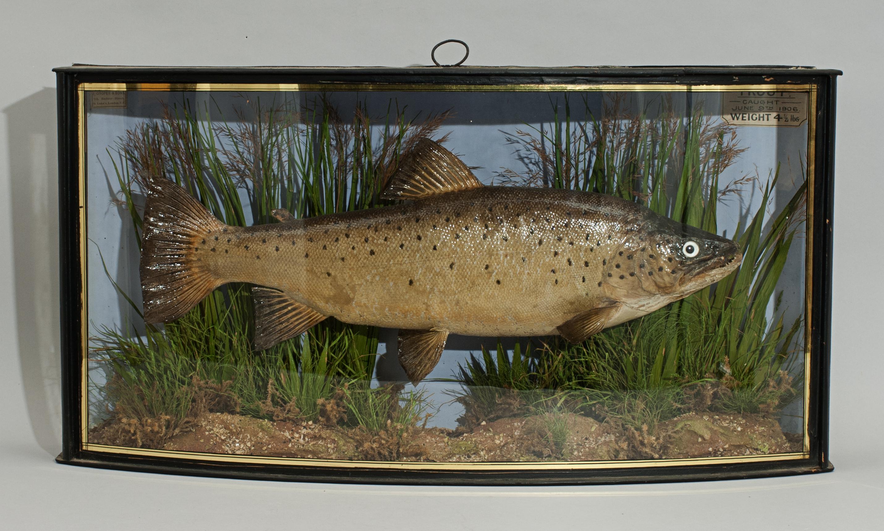 Antique Taxidermy Fishing, Brown Trout in Bow Fronted Case by Cooper 3