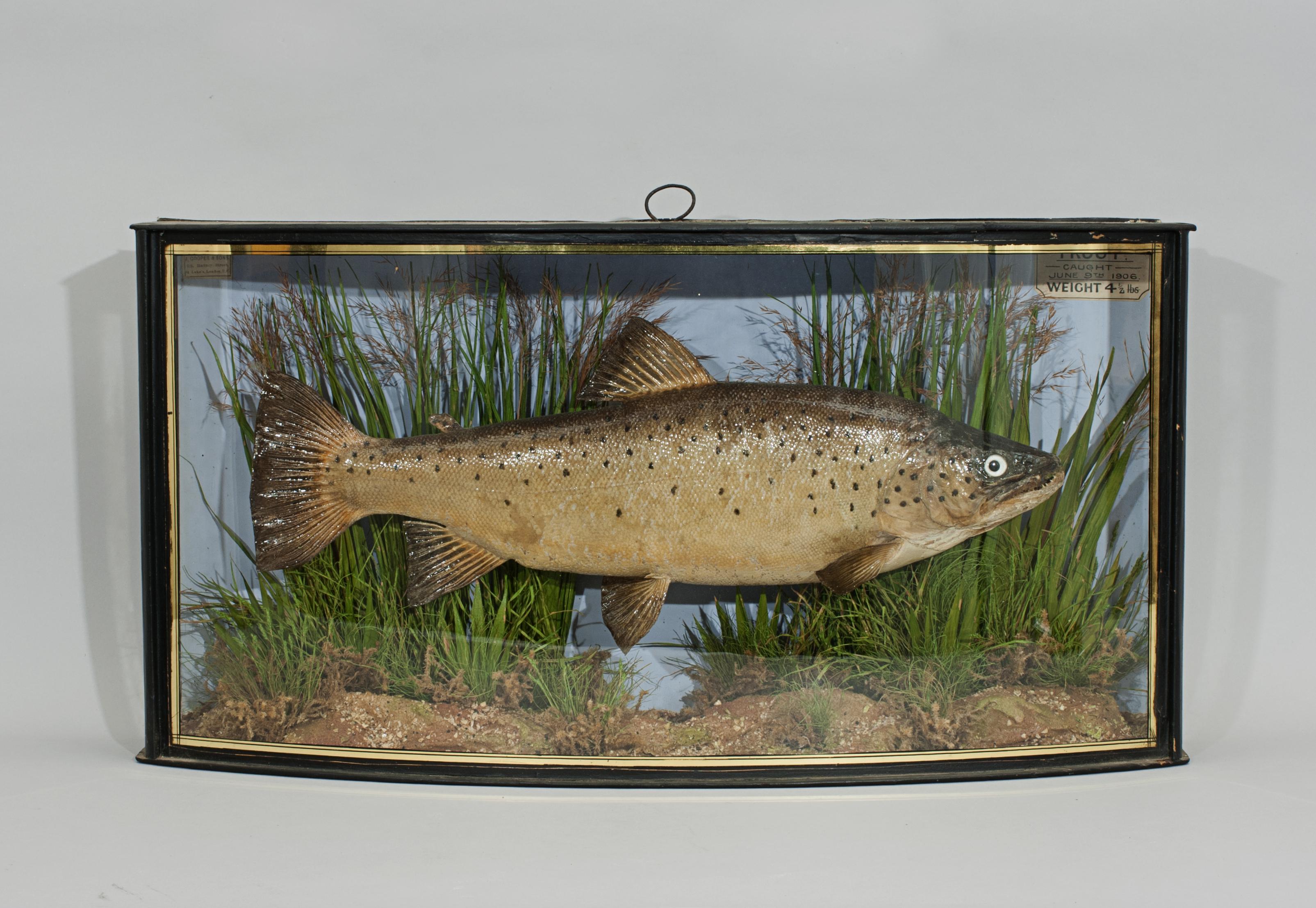 Taxidermy. Preserved Cooper Fish.
A cased trout by Copper in a nice bow fronted case with gilt lines. There are two paper labels inside. A small paper trade label top left reads 'Preserved by J. Cooper & Sons, 28 Radnor Street, St. Luke, London,