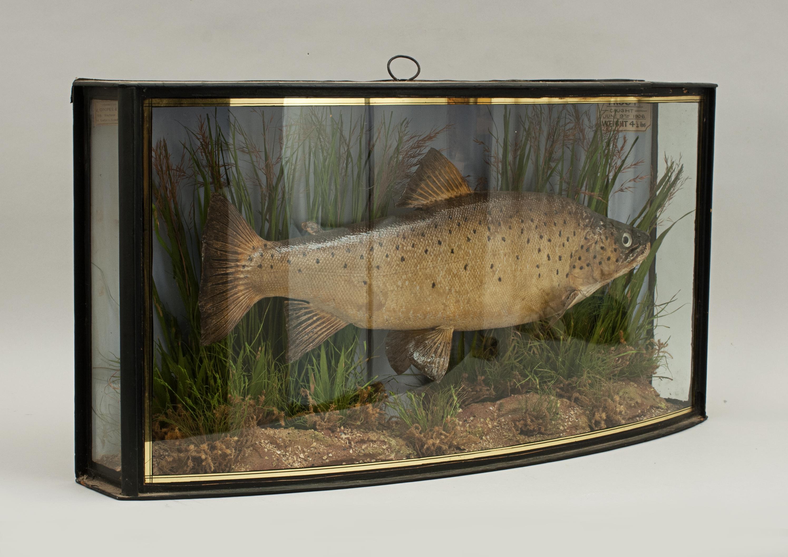 brown trout taxidermy