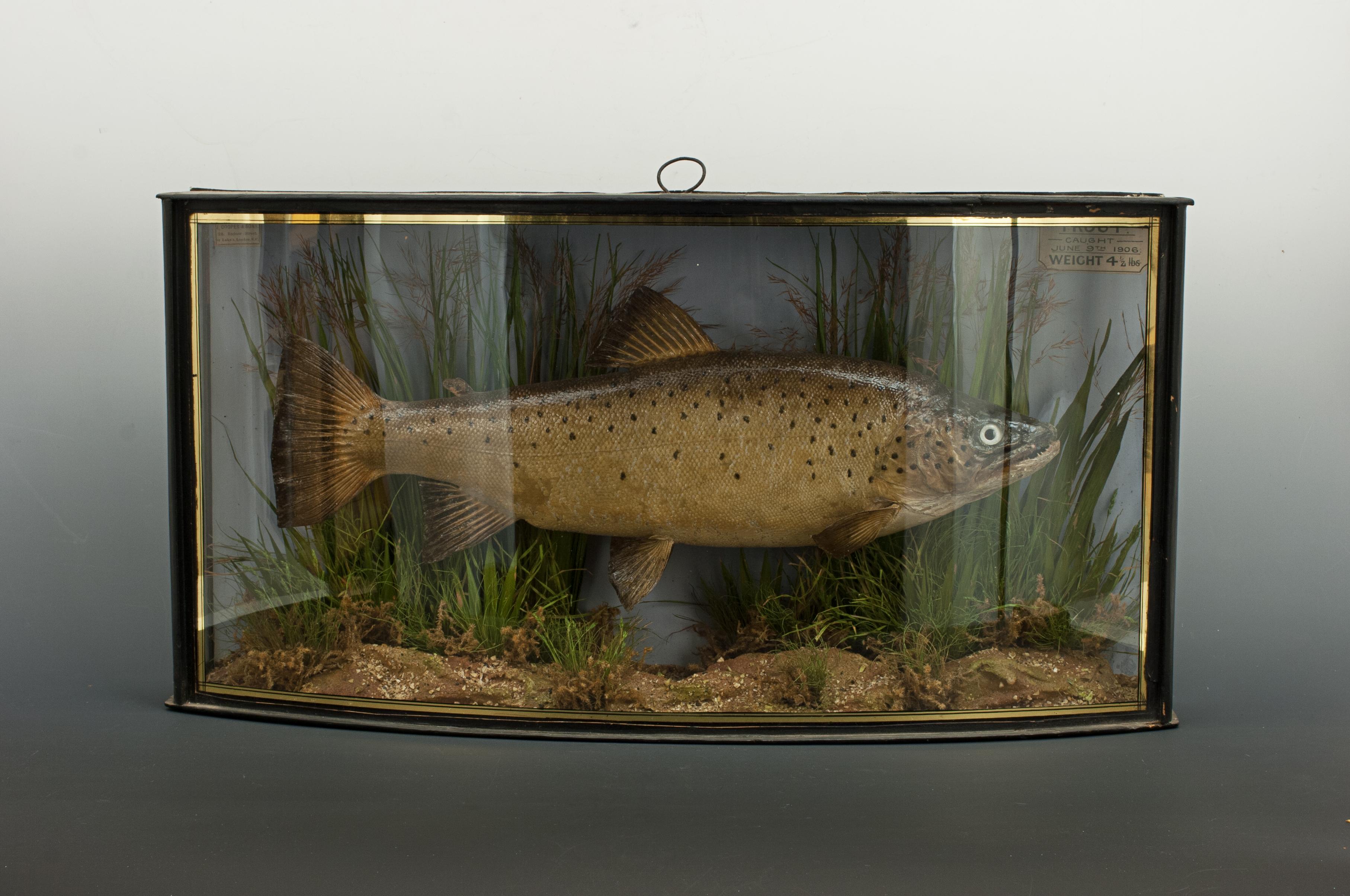 Sporting Art Antique Taxidermy Fishing, Brown Trout in Bow Fronted Case by Cooper