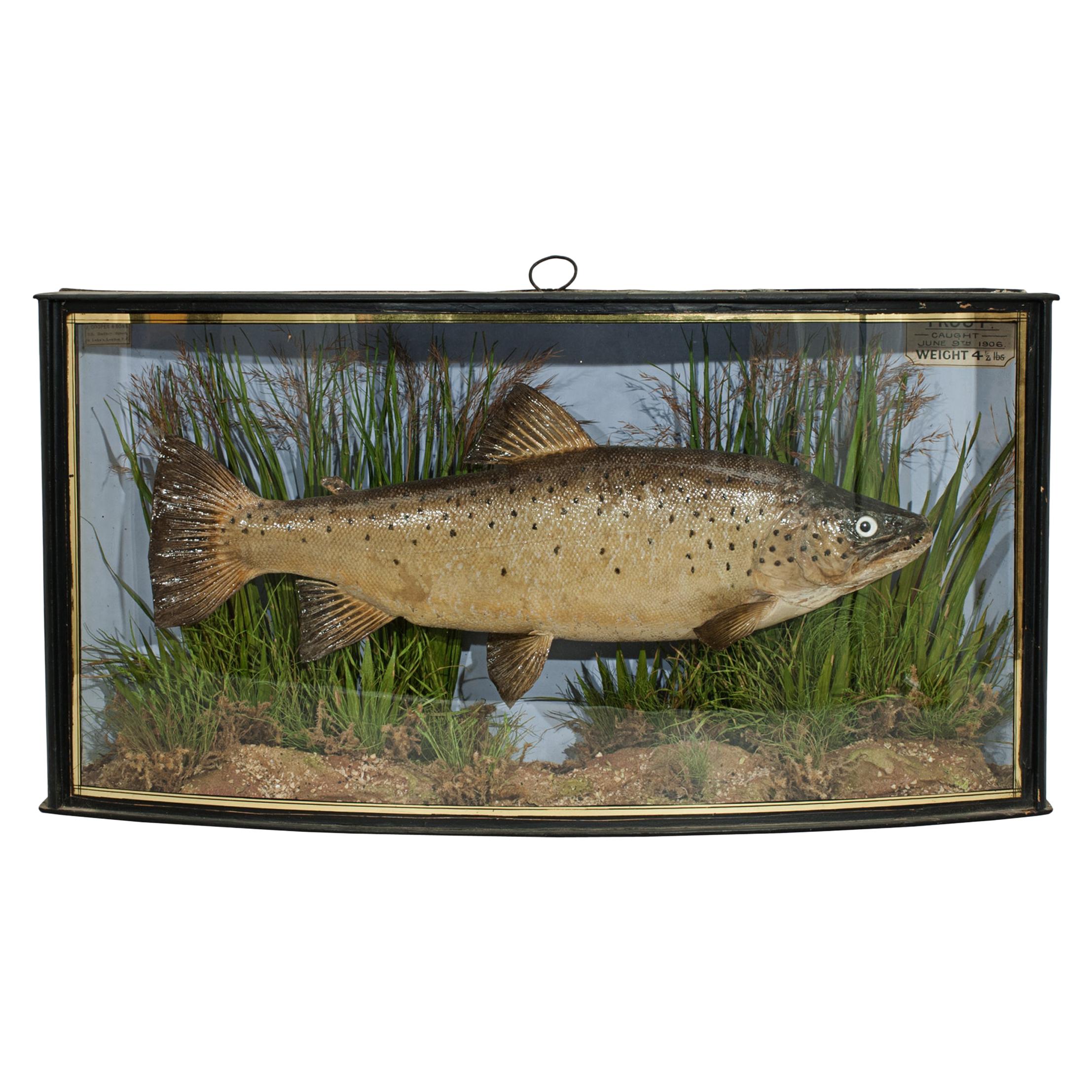Antique Taxidermy Fishing, Brown Trout in Bow Fronted Case by Cooper