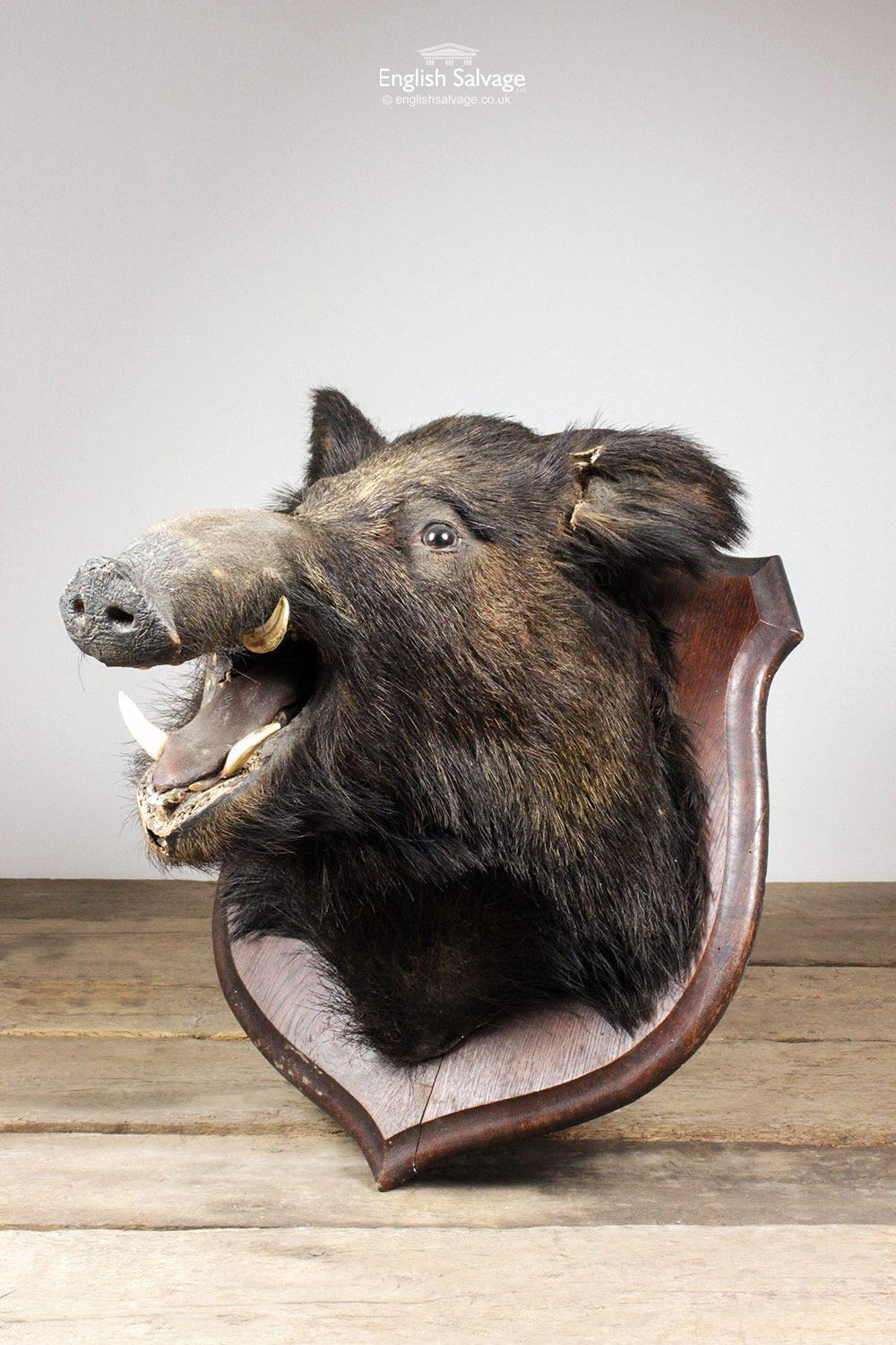 Antique taxidermy boar head mounted on a wooden plaque. Some loss to chin and a crack to one ear commensurate with age.