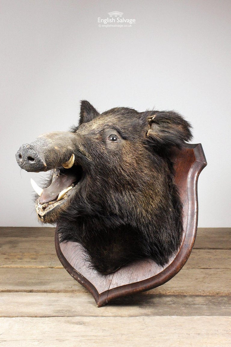 Antique Taxidermy Mounted Boars Head, 20th Century For Sale at 1stDibs