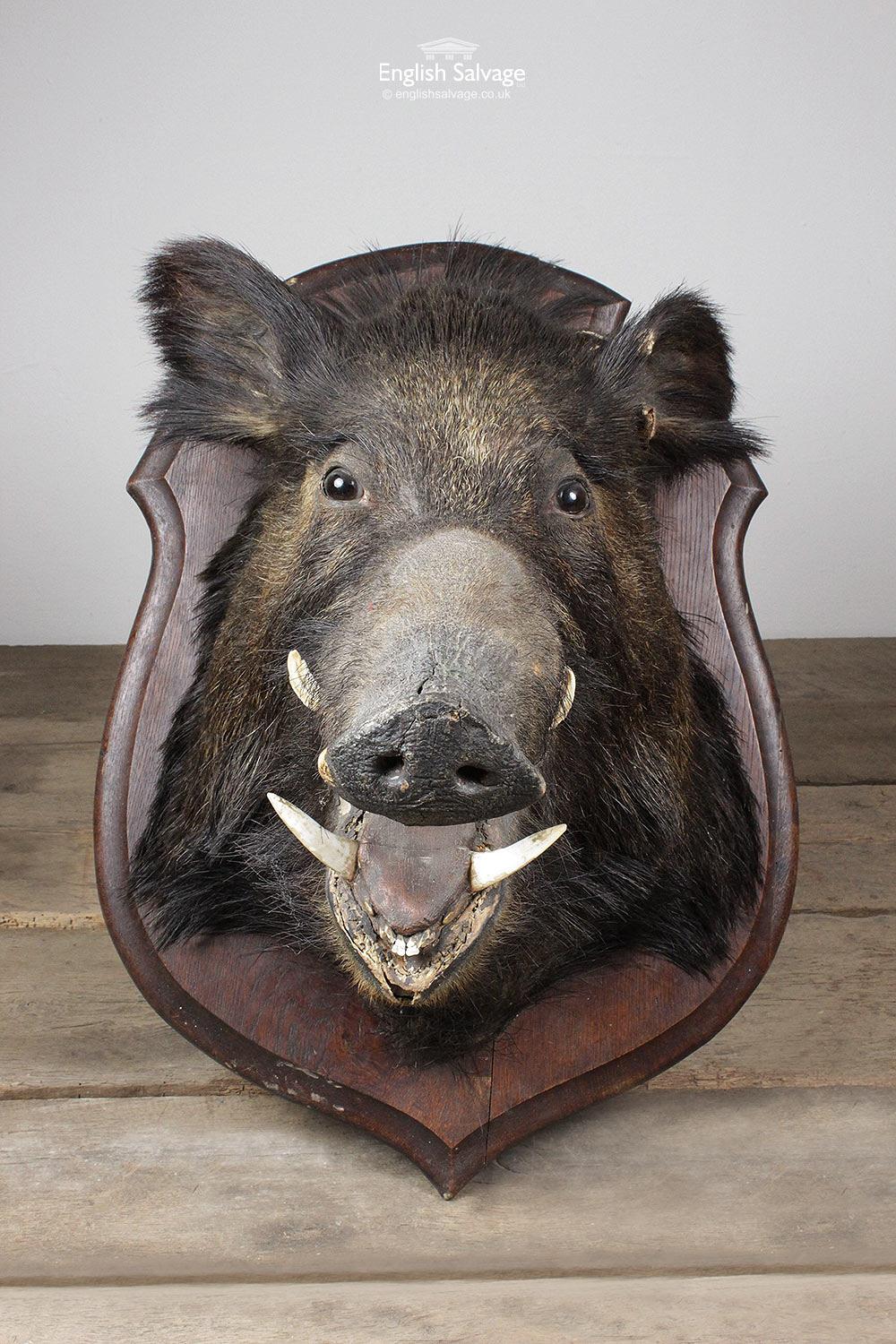 wild boar head mount