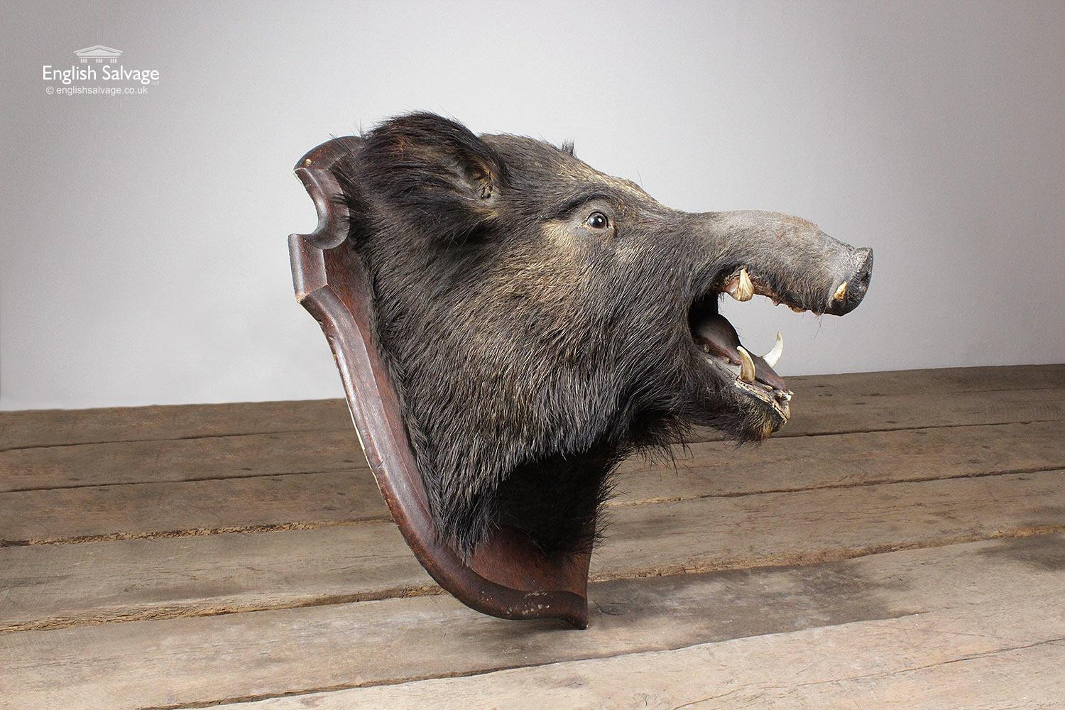 mounted boar's head