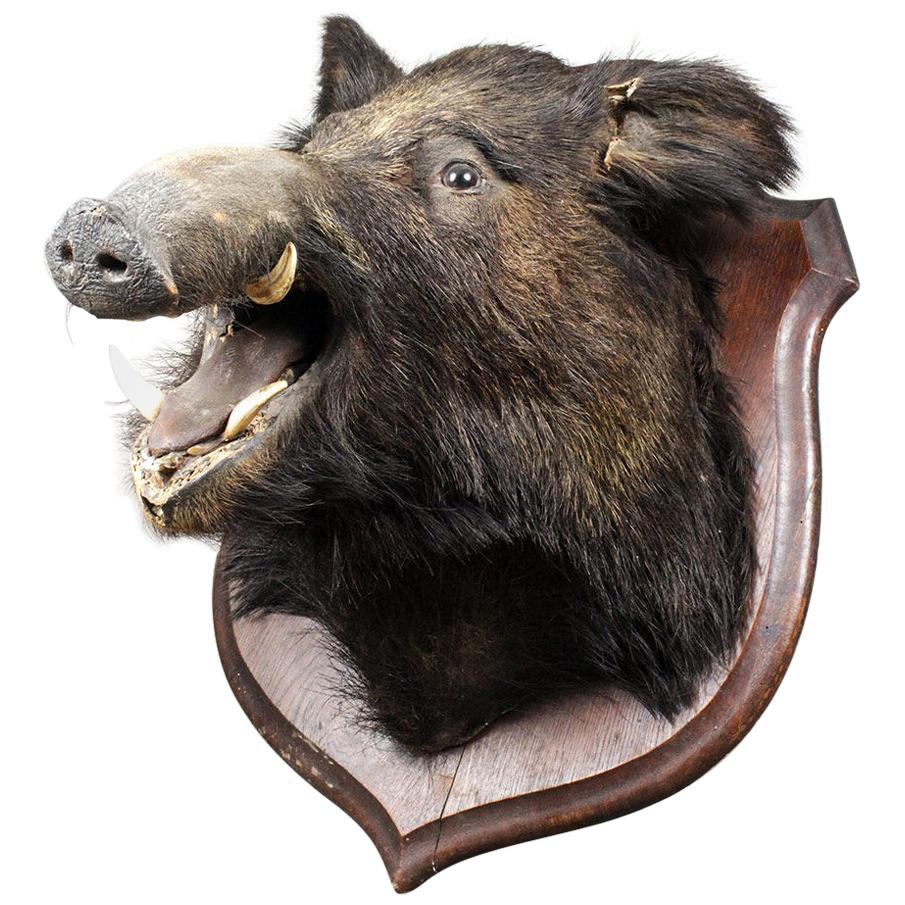 Antique Taxidermy Mounted Boars Head, 20th Century For Sale