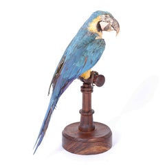 Antique Taxidermy Parrot or Macaw on a Rosewood Stand