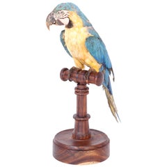 Ancien perroquet ou ara taxidermique sur un support en bois de rose