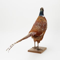 Antique Taxidermy Peasant Stand Real Decoration Object Pheasant Mount Home Decor