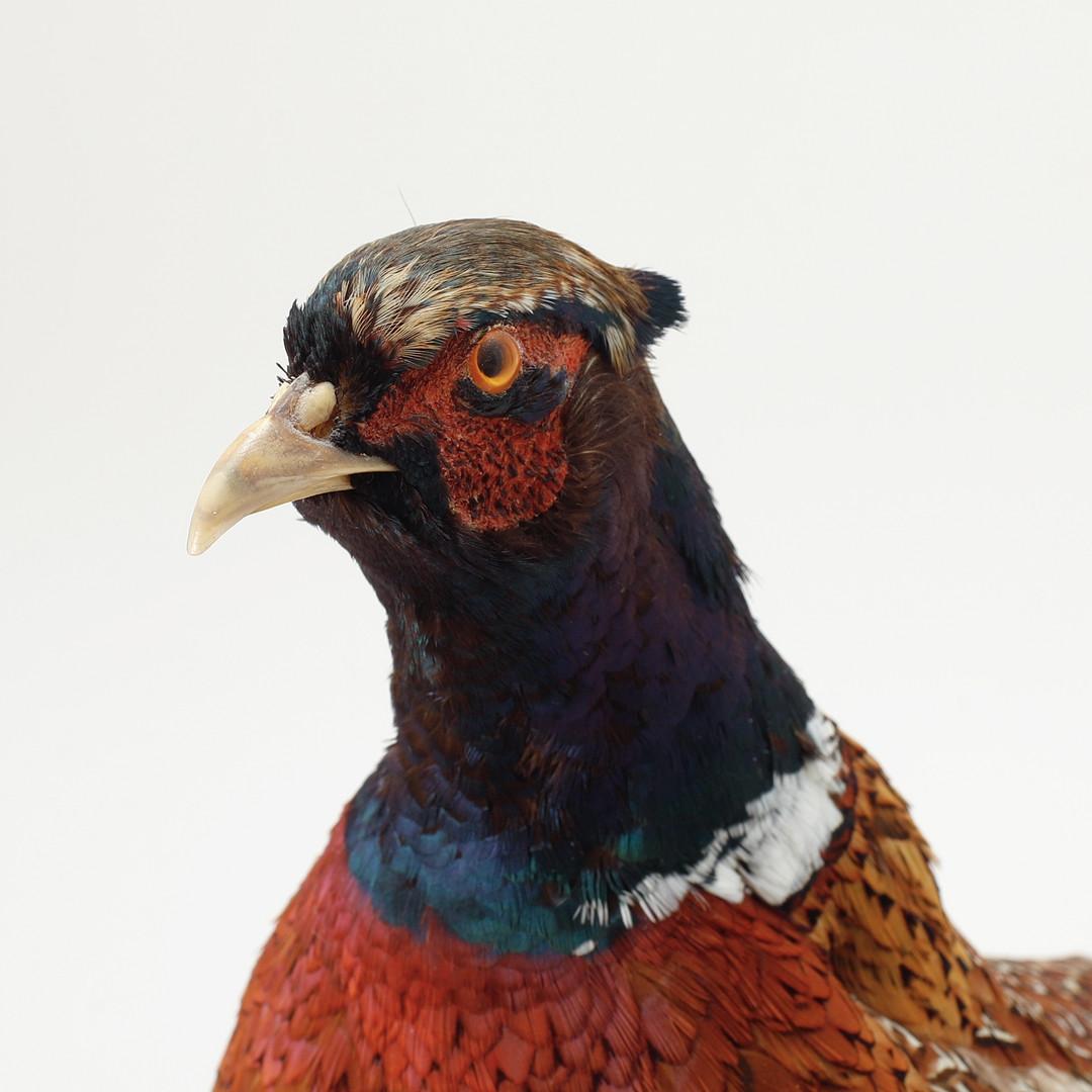 Antike Taxidermie Bauer Stand, Dekoration Objekt Fasan Halterungen Home Decor (Hollywood Regency) im Angebot