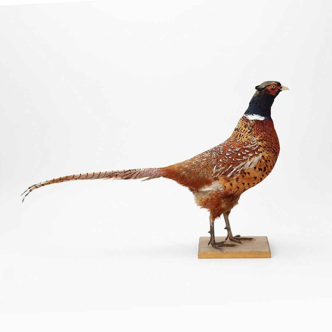 Antike Taxidermie Bauer Stand, Dekoration Objekt Fasan Halterungen Home Decor (Dänisch) im Angebot