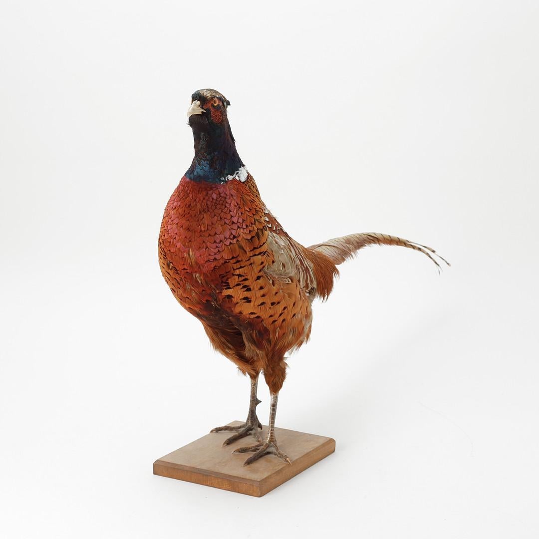 Antike Taxidermie Bauer Stand, Dekoration Objekt Fasan Halterungen Home Decor (Geschnitzt) im Angebot