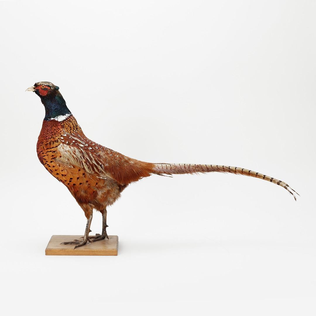 Antike Taxidermie Bauer Stand, Dekoration Objekt Fasan Halterungen Home Decor im Zustand „Hervorragend“ im Angebot in Wembley, GB