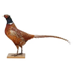 Antique Taxidermy Peasant Stand, Decoration Object Pheasant Mounts Home Decor