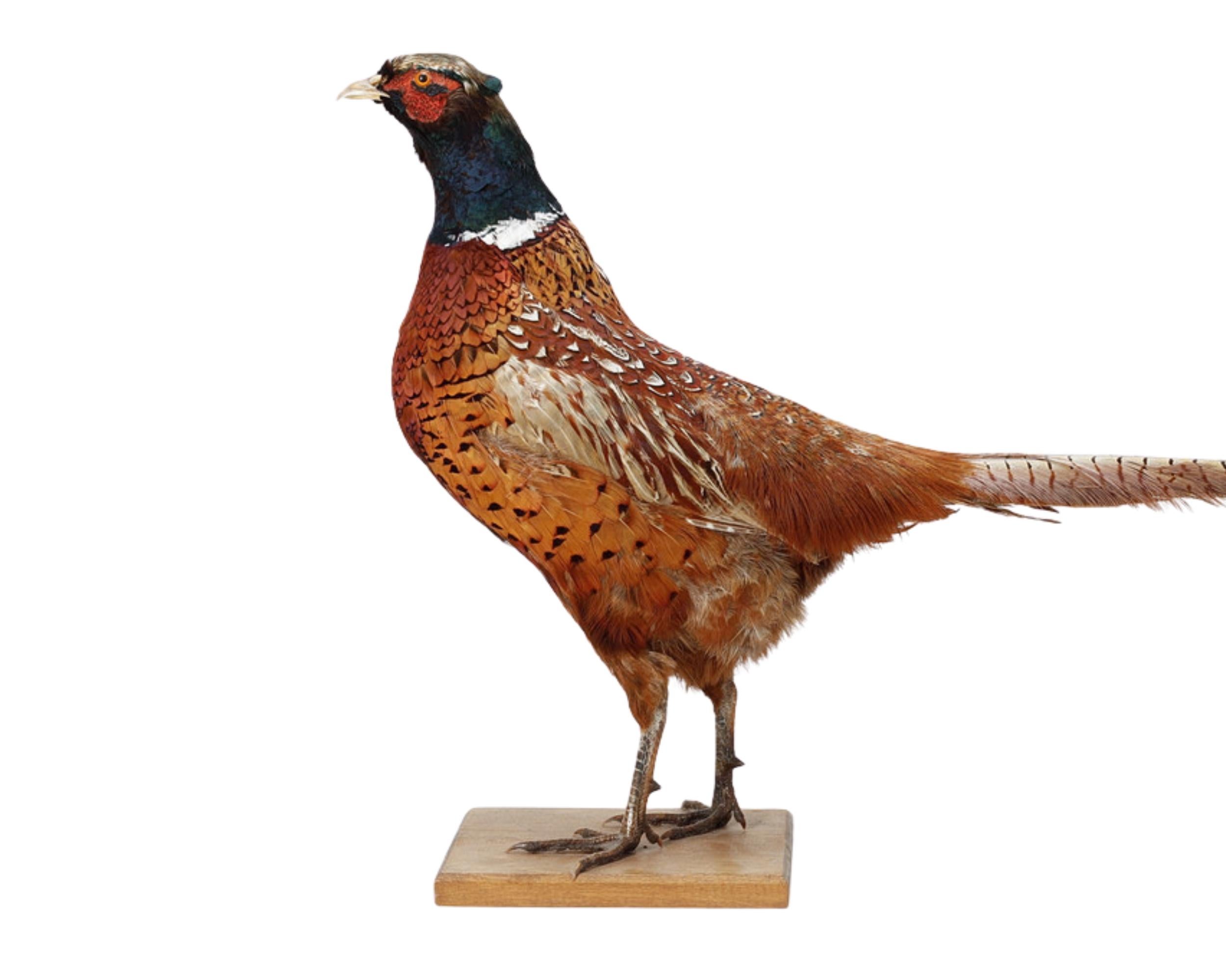 Début du 20ème siècle Stand de taxidermie paysanne antique, And Objects for Objects pour Objects for Objects... en vente