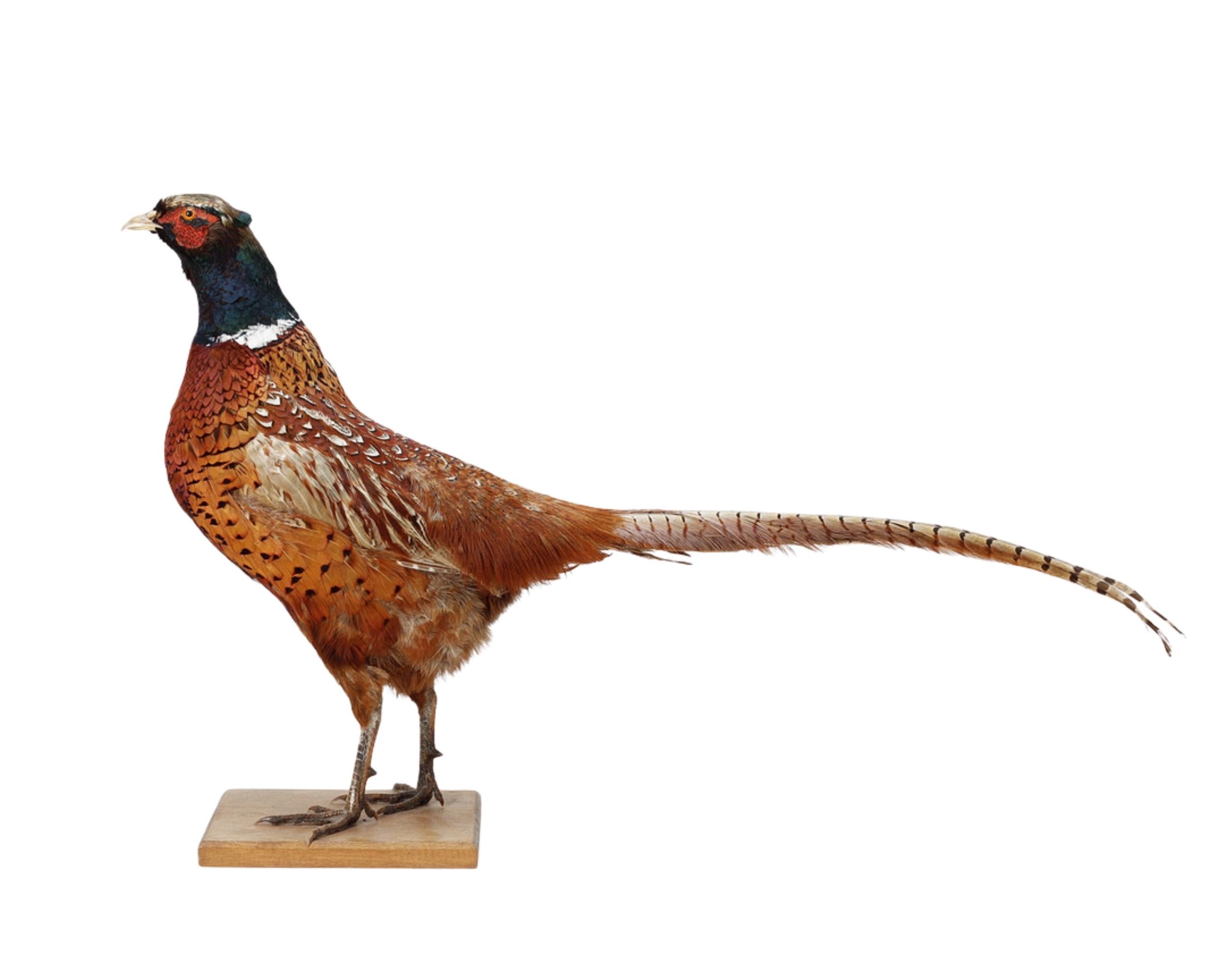 Peau d'animal Stand de taxidermie paysanne antique, And Objects for Objects pour Objects for Objects... en vente
