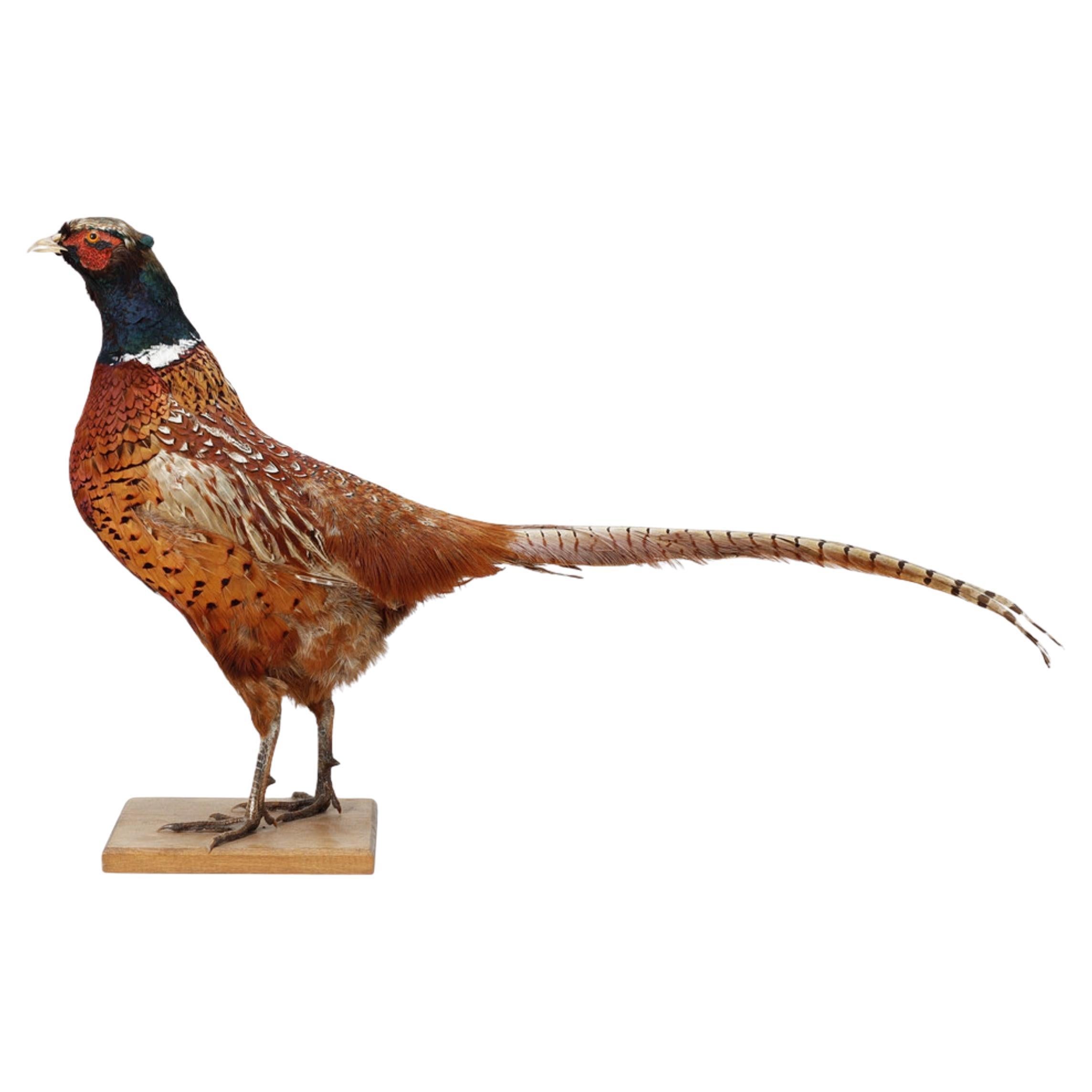 Stand de taxidermie paysanne antique, And Objects for Objects pour Objects for Objects...