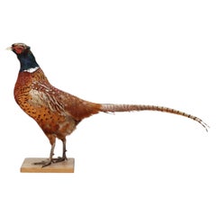 Caballete de Taxidermia Antiguo, Objeto de Decoración Montajes de Faisán Decoración del Hogar