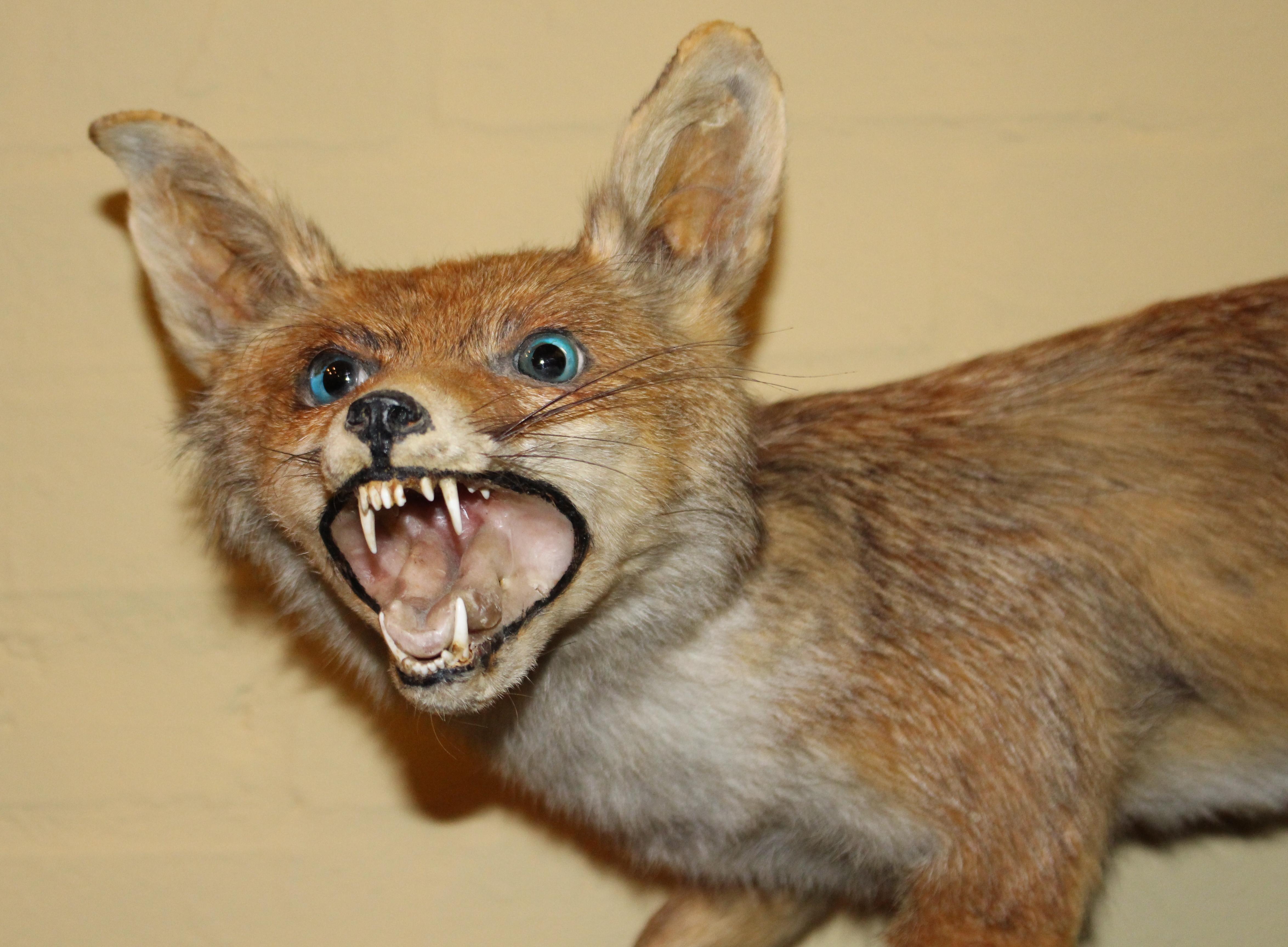 Animal fox
Measures: Length 70 cm 27 1/2 in
Height 50 cm / 19 1/2 in
Condition: Good condition commensurate with age.




Nicely arranged mounted fox taxidermy









     