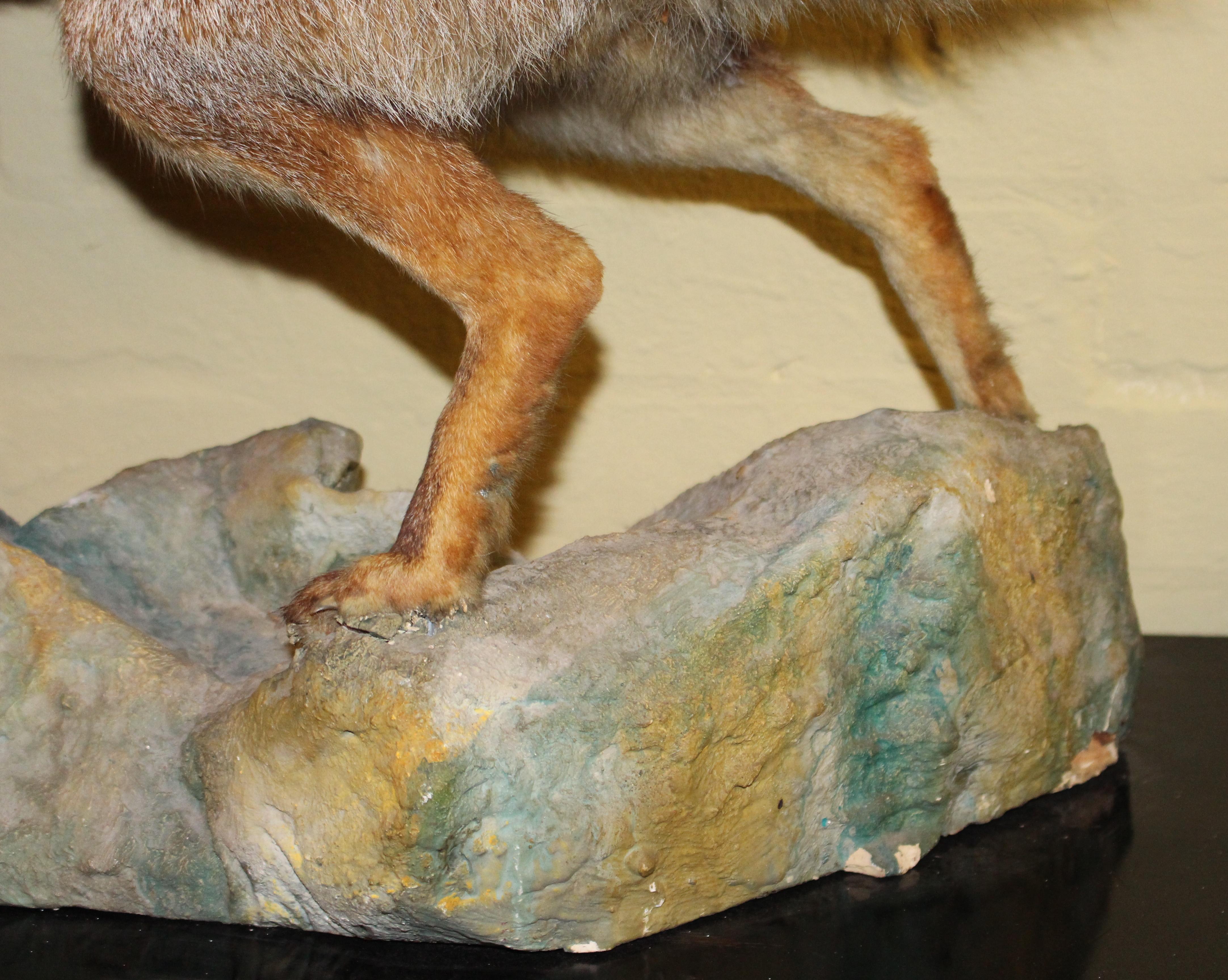 19th Century Antique Taxidermy Red Fox Mounted