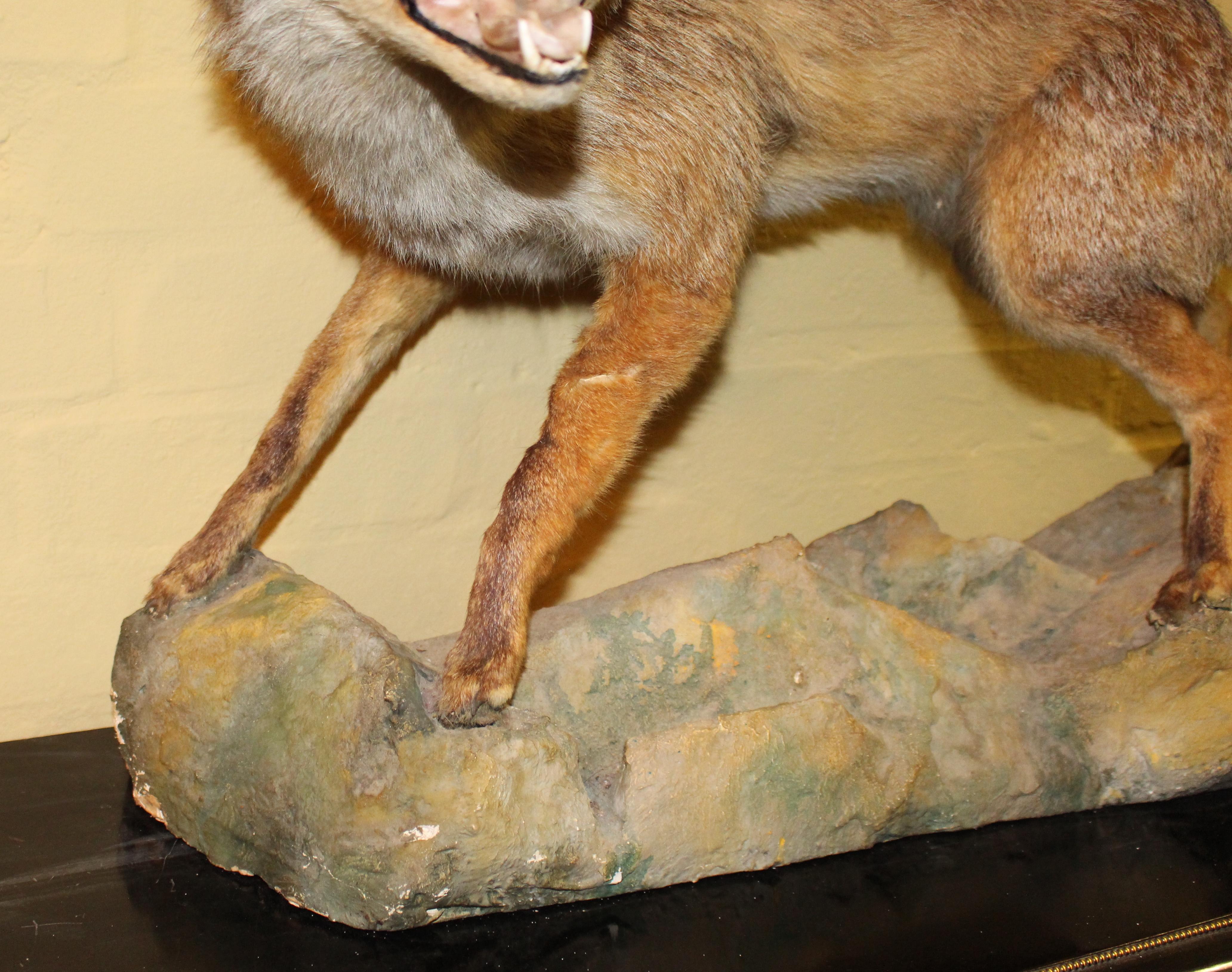 Antique Taxidermy Red Fox Mounted 1