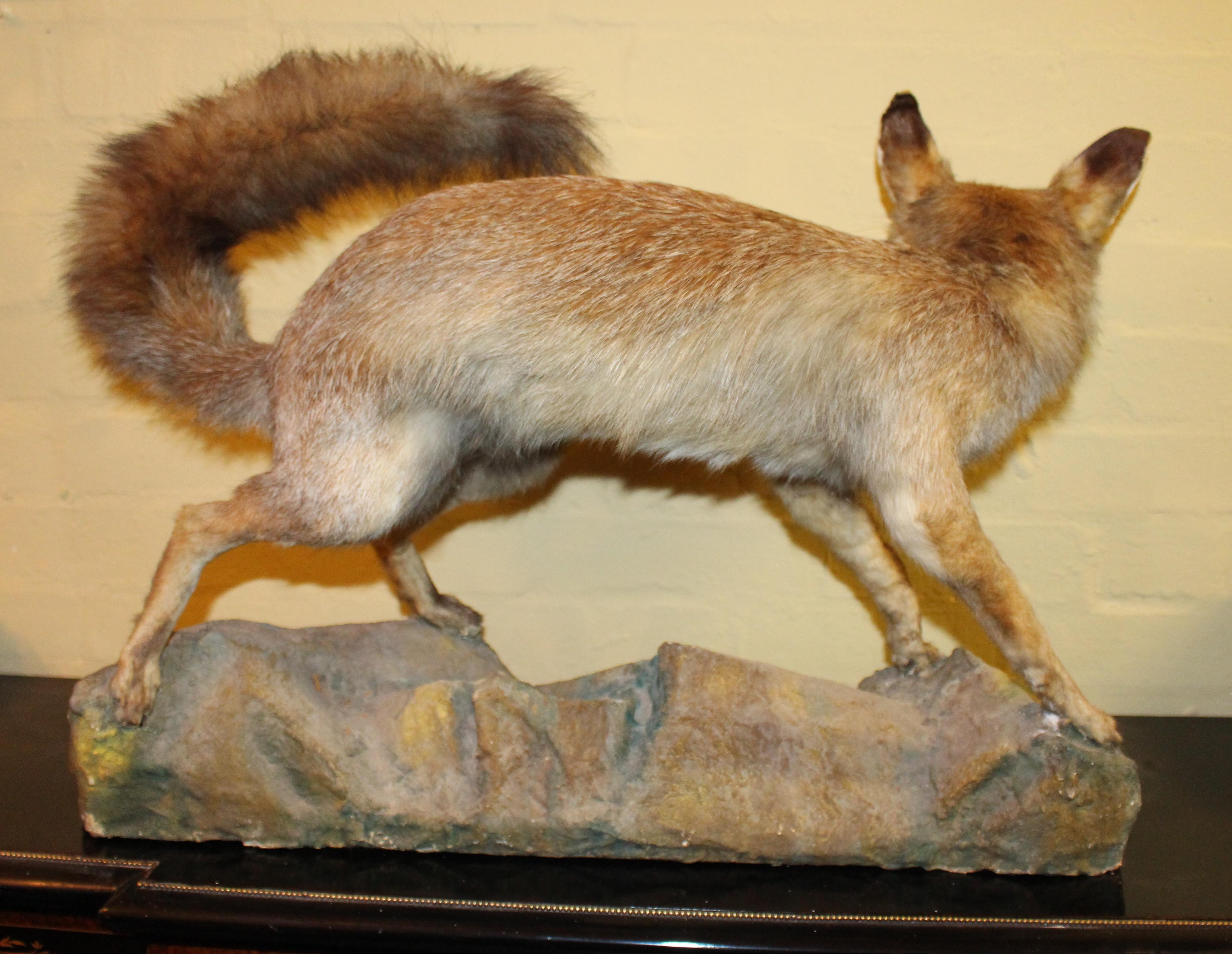 Antique Taxidermy Red Fox Mounted 2