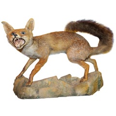 Antique Taxidermy Red Fox Mounted