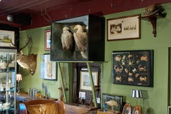 Antique Taxidermy Sea Eagles by Henry Ward, Father of Roland Ward